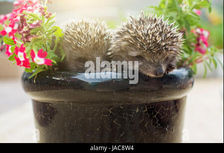 Zwei kleine Igel in den Topf mit Blumen Stockfoto