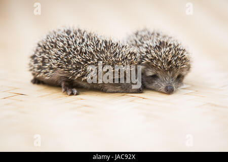 Drei kleine Igel-Porträt auf dem Boden Stockfoto