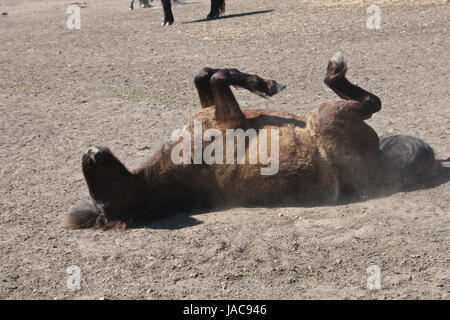 Islandpferd im Frühjahr in Dänemark Stockfoto