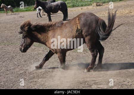 Islandpferd im Frühjahr in Dänemark Stockfoto