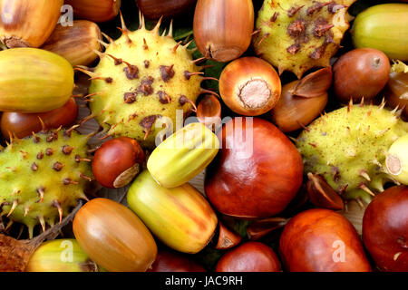 Nahaufnahme von Conkers, Rosskastanie Fällen, Eicheln und Bucheckern in Herbstfärbung Stockfoto