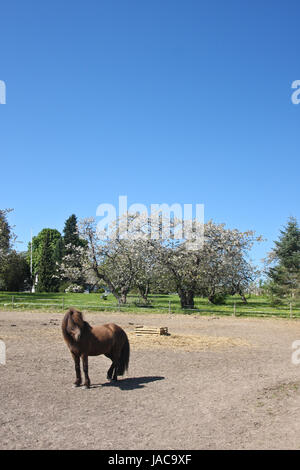 Islandpferd im Frühjahr in Dänemark Stockfoto