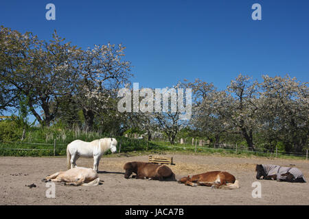 Islandpferd im Frühjahr in Dänemark Stockfoto