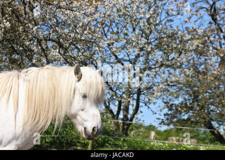 Islandpferd im Frühjahr in Dänemark Stockfoto