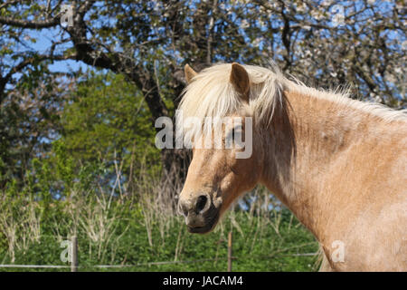 Islandpferd im Frühjahr in Dänemark Stockfoto