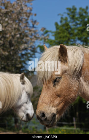 Islandpferd im Frühjahr in Dänemark Stockfoto