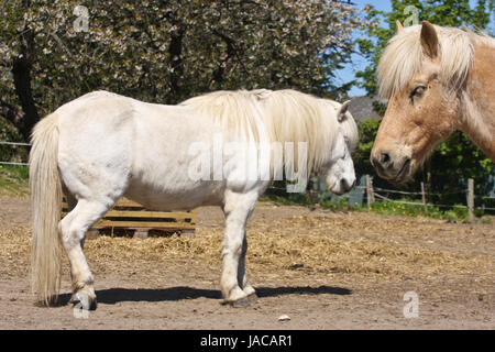 Islandpferd im Frühjahr in Dänemark Stockfoto