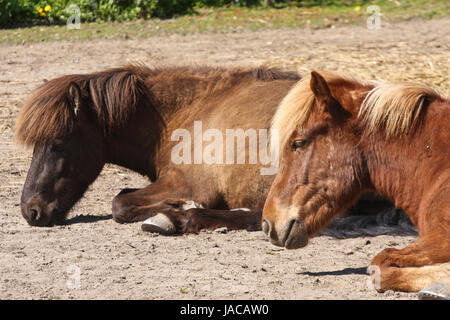 Islandpferd im Frühjahr in Dänemark Stockfoto