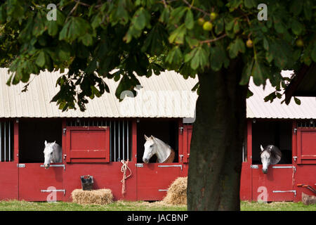 Reitturnier in Dänemark im Sommer: weiße Pferde in Boxen Stockfoto