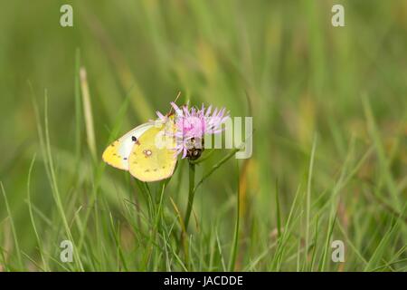 Weibliche gelbling auf größere Flockenblume/weiblich getrübt auf Sumpf Flockenblume Stockfoto