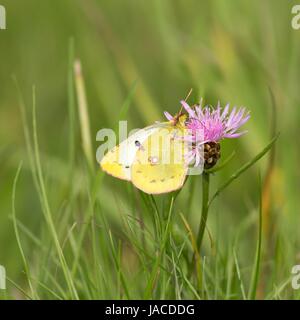 Weibliche gelbling auf größere Flockenblume/weiblich getrübt auf Sumpf Flockenblume Stockfoto