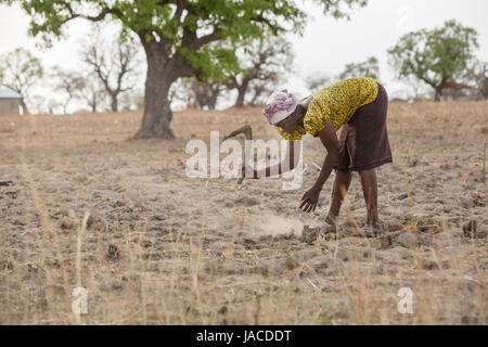 Ein Landwirt versucht, in eine Dürre heimgesuchten Maisfeld in Nord-Ghana, Westafrika zu pflegen. Stockfoto