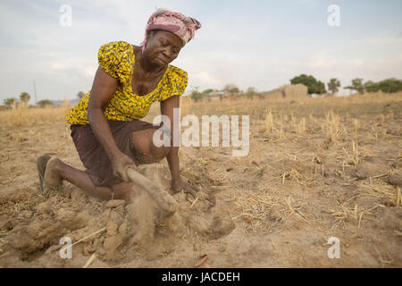 Ein Landwirt versucht, in eine Dürre heimgesuchten Maisfeld in Nord-Ghana, Westafrika zu pflegen. Stockfoto