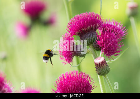 Cirsium Rivulare Atropurpureum mit fliegenden Bombus Terrestris Hummel Stockfoto