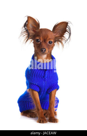 Toy Terrier. Russkiy Toy Terrier auf einem weißen Hintergrund. Lustige kleine Hund Stockfoto