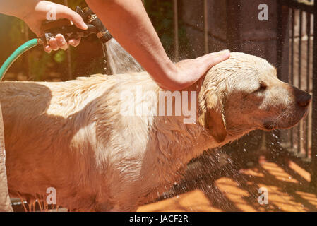 Labrador Hund im Wasser spritzen. Ein Labrador Hund Haustier waschen Stockfoto