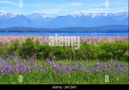 Lila süße Rakete Wildblumen blühen vor den Reihen der wilden Rosen, Rohrkolben, Flathead Lake und der Schwan Bergkette in der Nähe von Somers, Montana Stockfoto