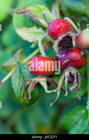 Hagebutte - Früchte Mit Tautropfen - in Einer Makroaufnahme Stockfoto