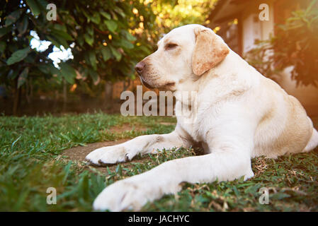 Ein Labrador Hund lag auf Park in sonnigen Tag. Nahaufnahme des Legens Labrador Hund Stockfoto