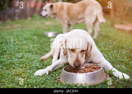 Hunde auf Hinterhof aus Metall Schüssel essen. Brauner Labrador auf dem grünen Rasen Stockfoto