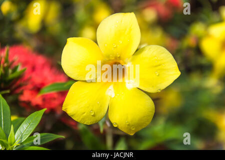 Allamanda oder Goldene Trompete Nahaufnahme von schöne gelbe Blume Stockfoto