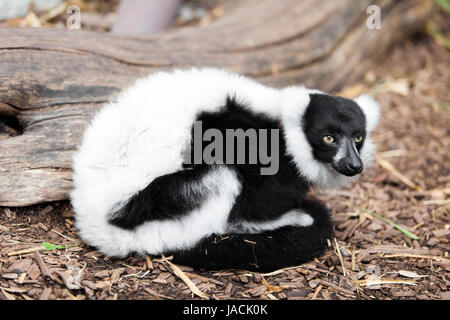 Ring Tailed Lemur Stockfoto