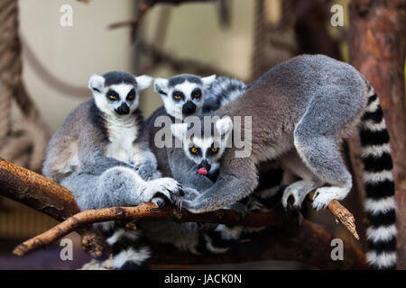 Ring Tailed Lemur Stockfoto