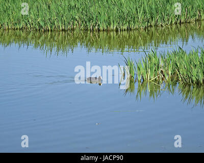 Wildtiere in Salburua neben Vitoria/Gasteiz, Baskenland, Spanien. Eine typische Ente. Stockfoto