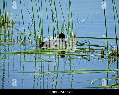 Wildtiere in Salburua neben Vitoria/Gasteiz, Baskenland, Spanien. Eine typische Ente. Stockfoto