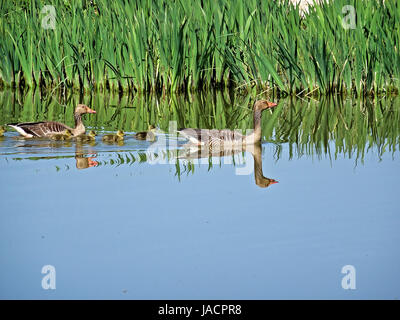 Wildtiere in Salburua neben Vitoria/Gasteiz, Baskenland, Spanien. Eine Familie von Enten kreuzt einen See in einem sehr idyllischen Bild. Stockfoto