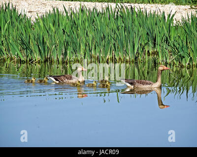 Wildtiere in Salburua neben Vitoria/Gasteiz, Baskenland, Spanien. Eine Familie von Enten kreuzt einen See in einem sehr idyllischen Bild. Stockfoto