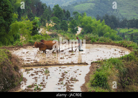 Wenzhou, China - 14. Juni 2015: Asiatische Bauern arbeiten mit seinen Buffalo auf terrassierten Reisfelder in China Stockfoto