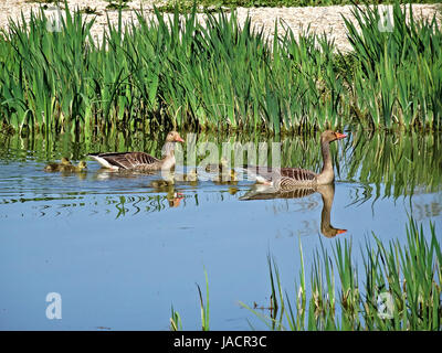 Wildtiere in Salburua neben Vitoria/Gasteiz, Baskenland, Spanien. Eine Familie von Enten kreuzt einen See in einem sehr idyllischen Bild. Stockfoto