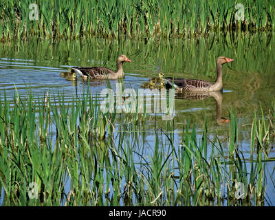 Wildtiere in Salburua neben Vitoria/Gasteiz, Baskenland, Spanien. Eine Familie von Enten kreuzt einen See in einem sehr idyllischen Bild. Stockfoto