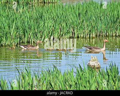 Wildtiere in Salburua neben Vitoria/Gasteiz, Baskenland, Spanien. Eine Familie von Enten kreuzt einen See in einem sehr idyllischen Bild. Stockfoto