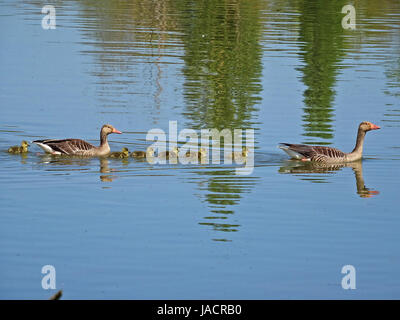 Wildtiere in Salburua neben Vitoria/Gasteiz, Baskenland, Spanien. Eine Familie von Enten kreuzt einen See in einem sehr idyllischen Bild. Stockfoto