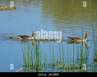 Wildtiere in Salburua neben Vitoria/Gasteiz, Baskenland, Spanien. Eine Familie von Enten kreuzt einen See in einem sehr idyllischen Bild. Stockfoto