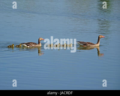 Wildtiere in Salburua neben Vitoria/Gasteiz, Baskenland, Spanien. Eine Familie von Enten kreuzt einen See in einem sehr idyllischen Bild. Stockfoto