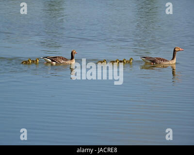 Wildtiere in Salburua neben Vitoria/Gasteiz, Baskenland, Spanien. Eine Familie von Enten kreuzt einen See in einem sehr idyllischen Bild. Stockfoto