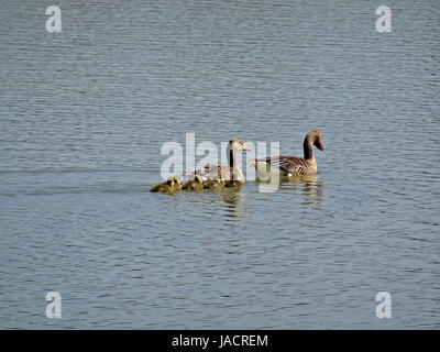 Wildtiere in Salburua neben Vitoria/Gasteiz, Baskenland, Spanien. Eine Familie von Enten kreuzt einen See in einem sehr idyllischen Bild. Stockfoto