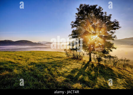 Sonnenaufgang-Balken durch den nebligen Baum im Nationalpark Böhmische Schweiz, Tschechische Republik Stockfoto