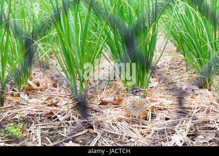 Eine junge amerikanische Robin, gesehen durch ein Maschendrahtzaun, die darauf warten, gefüttert werden, während der Sitzung in einem Bett aus Schalotten in einem Garten in New Jersey, USA. Stockfoto