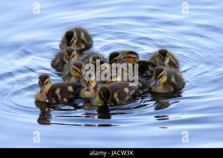 Eine Gruppe von Stockente Entchen schwimmen auf dem Teich Stockfoto