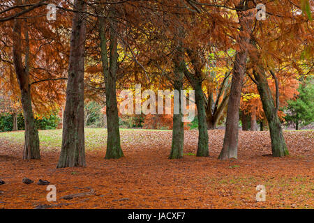 Sumpf-Zypresse (Taxodium Distichum) in einem Park in Neuseeland Stockfoto