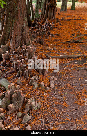 Sumpf-Zypresse (Taxodium Distichum) Knie entsteht an einem See Stockfoto