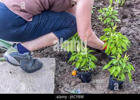 Pflanzen von jungen Paprika Capsicum annuum in den Boden, Gemüsegarten Zuteilung Garten Frau Gartenarbeit Frühling Hände Pflanzen Gemüse Stockfoto