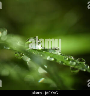 Hell grün Foto mit Wasser Tropfen am Morgen. Geringe Schärfentiefe Stockfoto