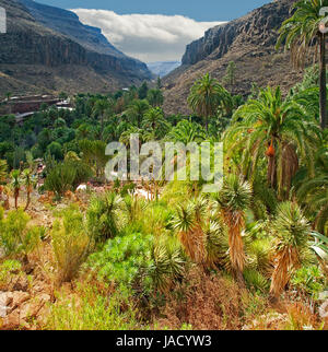 Tal von Los Palmitos Auf Gran Canaria, Spanien, Valley of Los Palmitos, Gran Canaria, Spanien Stockfoto