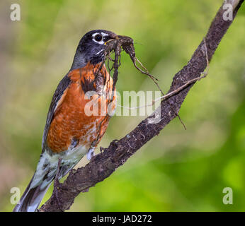 Amerikanischer Robin (Turdus Migratorius) sammeln von Schlamm und Rasen für das Nest, Ames, Iowa, USA. Stockfoto