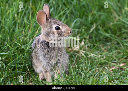 Junge osteuropäische Cottontail (Sylvilagus Floridanus) Essen Gtass im Hinterhof, Ames, Iowa, USA Stockfoto